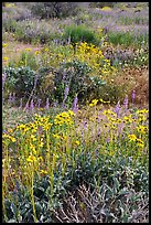 Close-up of wildflower carpet of Arizona Lupine, Desert Dandelion, Chia, and Brittlebush, near the Southern Entrance. Joshua Tree National Park, California, USA. (color)