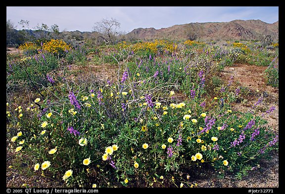 Arizona Lupine, Desert Dandelion, with Brittlebush and Cottonwood Mountains. Joshua Tree National Park (color)