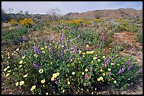 Arizona Lupine, Desert Dandelion, with Brittlebush and Cottonwood Mountains. Joshua Tree National Park ( color)