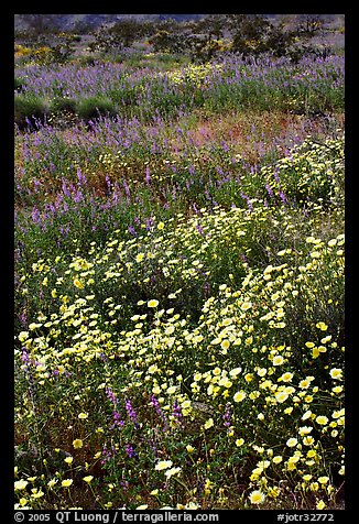 Desert Dandelion and Arizona Lupine close-up. Joshua Tree National Park, California, USA.