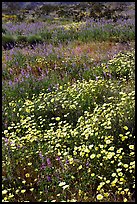 Desert Dandelion and Arizona Lupine close-up. Joshua Tree National Park ( color)