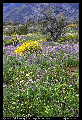 Carpet of Arizona Lupine, Desert Dandelion, and Brittlebush near the Southern Entrance. Joshua Tree National Park (color)