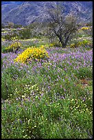 Carpet of Arizona Lupine, Desert Dandelion, and Brittlebush near the Southern Entrance. Joshua Tree National Park, California, USA. (color)