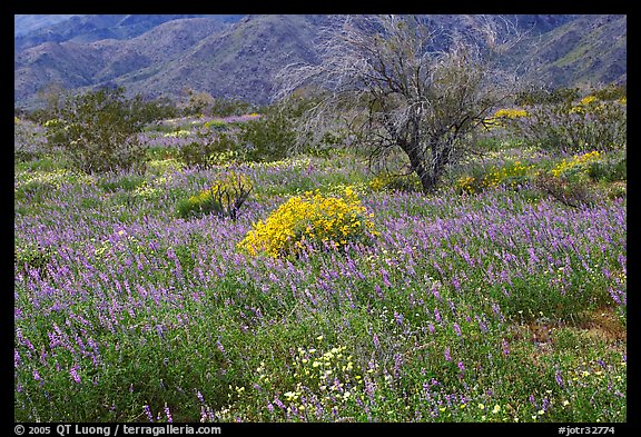 Carpet of Arizona Lupine, Desert Dandelion, and Brittlebush near the Southern Entrance. Joshua Tree National Park, California, USA.