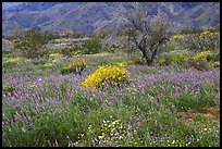 Carpet of Arizona Lupine, Desert Dandelion, and Brittlebush near the Southern Entrance. Joshua Tree National Park ( color)