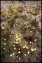 Chia and Desert Dandelion flowers. Joshua Tree National Park ( color)