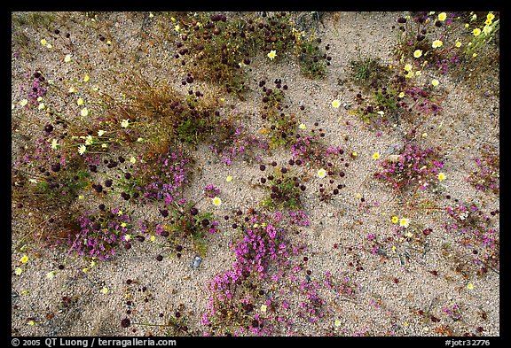 Chia, Desert Dandelion, and Purple Mat flowers. Joshua Tree National Park, California, USA.
