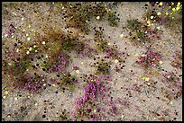 Chia, Desert Dandelion, and Purple Mat flowers. Joshua Tree National Park, California, USA. (color)