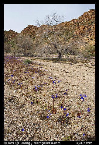 Blue Canterbury Bells and cottonwoods in a sandy wash. Joshua Tree National Park, California, USA.