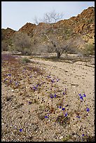Blue Canterbury Bells and cottonwoods in a sandy wash. Joshua Tree National Park, California, USA. (color)
