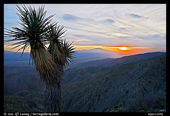 Yucca at sunset, Keys View. Joshua Tree National Park, California, USA.