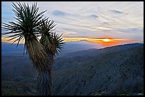 Yucca at sunset, Keys View. Joshua Tree National Park, California, USA. (color)