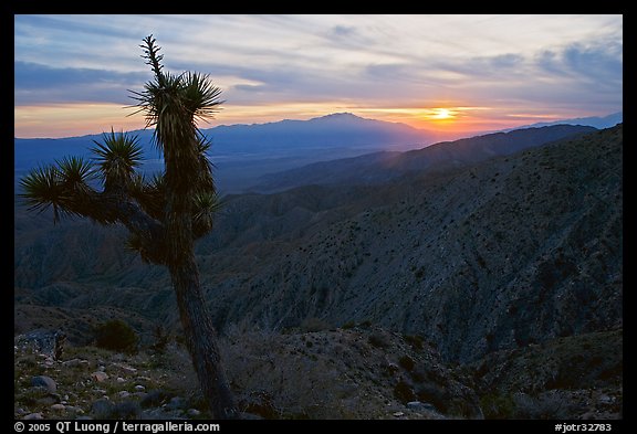 Yucca at sunset, Keys View. Joshua Tree National Park (color)