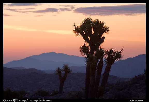 Yucca at sunrise near Keys View. Joshua Tree National Park (color)