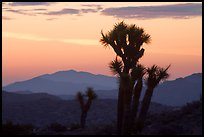 Yucca at sunrise near Keys View. Joshua Tree National Park, California, USA. (color)