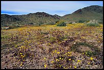 Desert Daisy, Chia flowers, and Hexie Mountains. Joshua Tree National Park, California, USA.