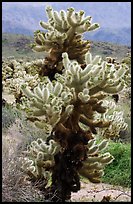 Jumping Cholla cactus. Joshua Tree National Park, California, USA.