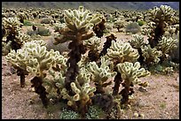 Cholla cactus. Joshua Tree National Park, California, USA.