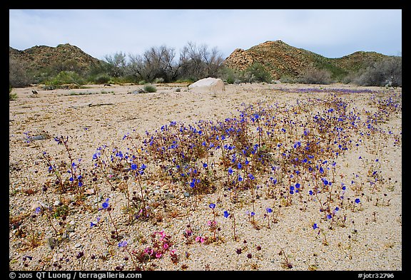 Cluster of blue Canterbury Bells in a sandy wash. Joshua Tree National Park, California, USA.