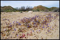 Cluster of blue Canterbury Bells in a sandy wash. Joshua Tree National Park, California, USA.