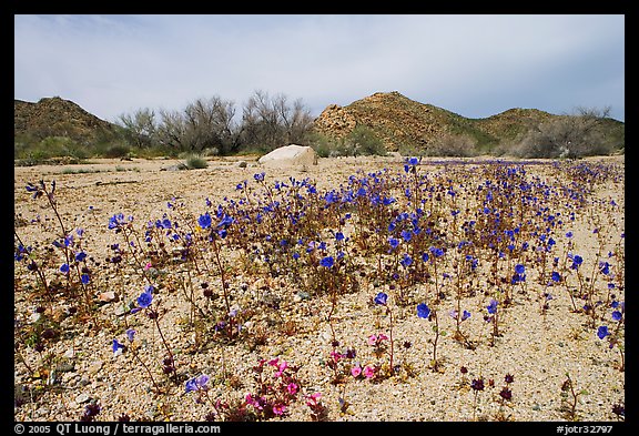 Blue Canterbury Bells growing out of a sandy wash. Joshua Tree National Park, California, USA.