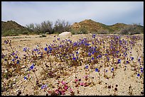 Blue Canterbury Bells growing out of a sandy wash. Joshua Tree National Park, California, USA. (color)