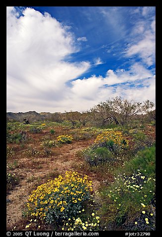 Brittlebush, Desert Dandelion, cottonwoods, and Cottonwood Mountains. Joshua Tree National Park, California, USA.