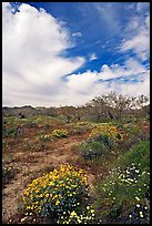 Brittlebush, Desert Dandelion, cottonwoods, and Cottonwood Mountains. Joshua Tree National Park, California, USA. (color)