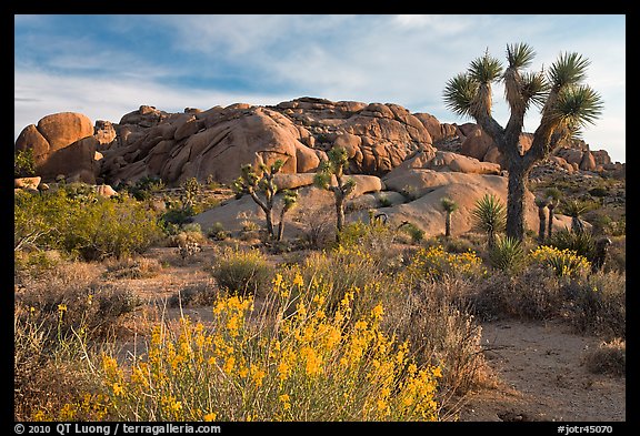 Flowering desert shrub, joshua trees, and rocks. Joshua Tree National Park, California, USA.