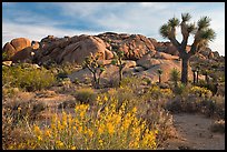 Flowering desert shrub, joshua trees, and rocks. Joshua Tree National Park, California, USA.