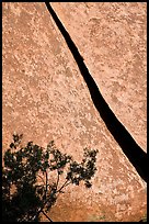 Crack and shrub. Joshua Tree National Park, California, USA.