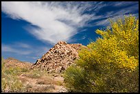 Palo Verde in bloom, rock pile, and cloud. Joshua Tree National Park, California, USA.