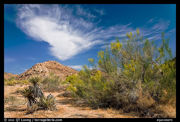 Sandy wash and palo verde in spring. Joshua Tree National Park, California, USA.