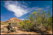 Sandy wash and palo verde in spring. Joshua Tree National Park, California, USA.