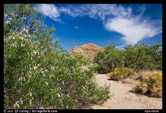 Sandy wash with desert tree blooming. Joshua Tree National Park, California, USA.