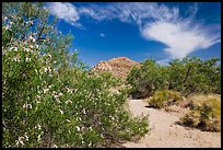 Sandy wash with desert tree blooming. Joshua Tree National Park, California, USA. (color)