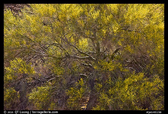 Backlit palo verde. Joshua Tree National Park, California, USA.