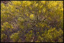 Backlit palo verde. Joshua Tree National Park, California, USA.