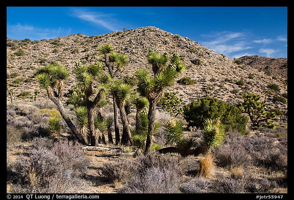 Rocky hills and Joshua trees in seed, Black Rock. Joshua Tree National Park (color)