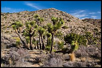 Rocky hills and Joshua trees in seed, Black Rock. Joshua Tree National Park ( color)