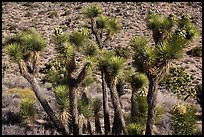 Joshua trees in seed, Black Rock. Joshua Tree National Park ( color)