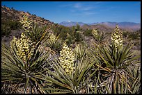 Yuccas in bloom, Black Rock. Joshua Tree National Park ( color)