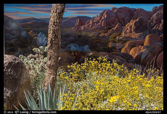 Flowers and mural. Joshua Tree National Park, California, USA.