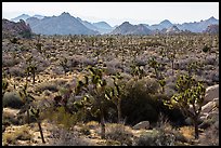 Forest of Joshua trees and distant rocks, Hidden Valley. Joshua Tree National Park ( color)
