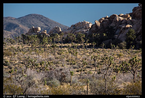 Joshua trees, rocks, and Ryan Mountain. Joshua Tree National Park (color)