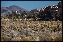 Joshua trees, rocks, and Ryan Mountain. Joshua Tree National Park ( color)