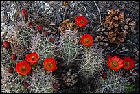 Ground view with pine cones and claret cup cactus in bloom. Joshua Tree National Park, California, USA.