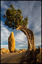 Balanced rock and leaning juniper, Jumbo Rocks. Joshua Tree National Park ( color)