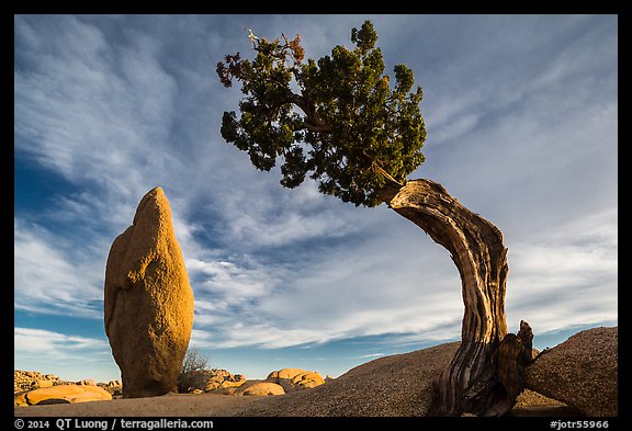 Leaning juniper and pointed monolith. Joshua Tree National Park, California, USA.