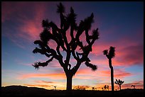 Joshua Trees silhouetted against colorful sunset. Joshua Tree National Park ( color)